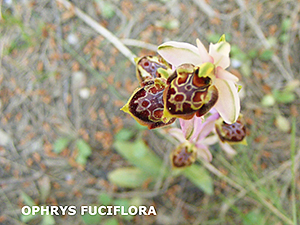 Ophrys fuciflora