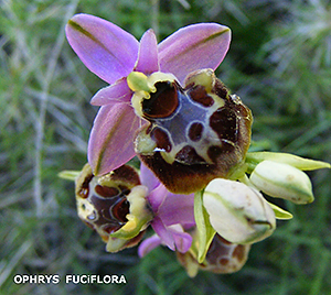 Ophrys fuciflora