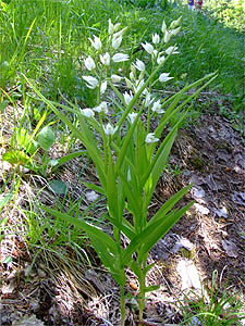 Cephalanthera