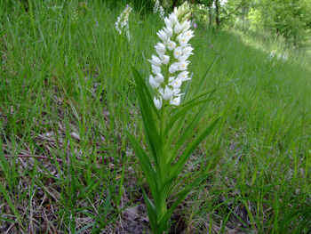 Cephalanthera_longifolia