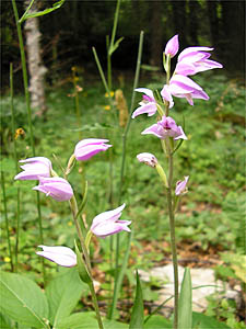 Cephalanthera rubra