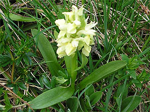 Orchis sureau