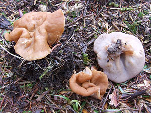 Discina leucoxantha