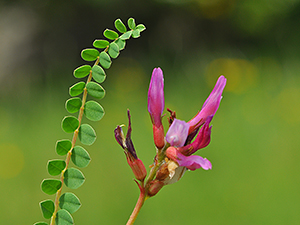 Astragalus monspessulanus