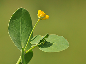 Coronilla scorpioides