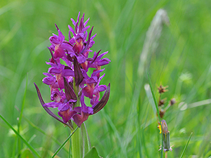 Dactylorhiza sambucina