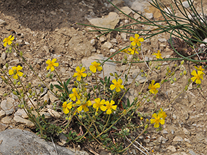 Helienthemum hirtum