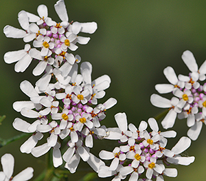 Iberis pinnata