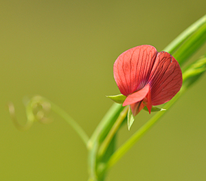 Lathyrus setifolius