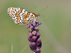 Melitaea cinxia