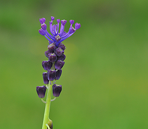 Muscari comosum