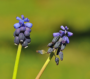 Muscari racemosum