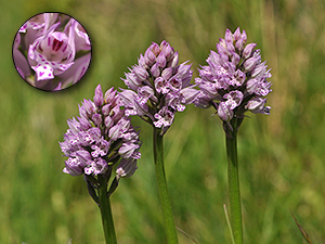 Neotinea tridentata