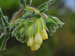 Onosma fastigiatum