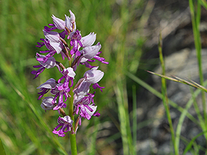 Orchis militaris