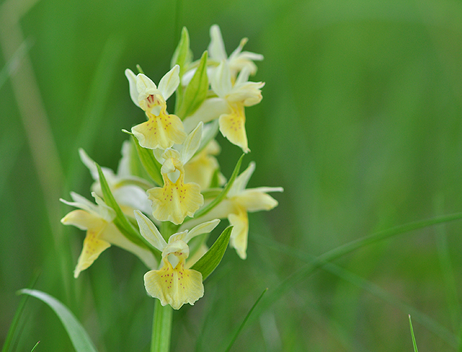 Orchis provincialis