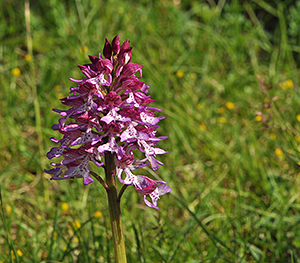 Orchis purpurea