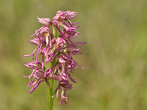 Orchis bergonii