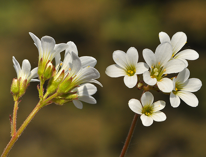 Saxifraga granulata