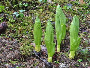 Gentiana lutea