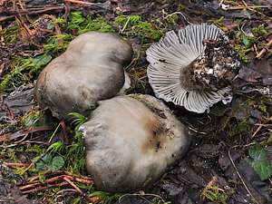 Hygrophorus marzuolus