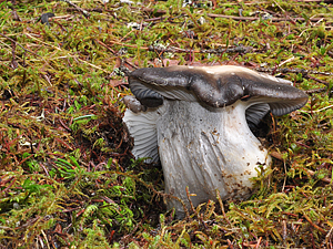 Mycena flos nivium