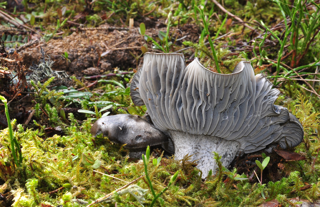 Hygrophorus marzuolus