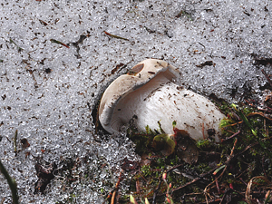 Hygrophorus marzuolus