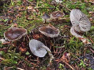 Mycena flos nivium