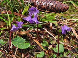 Soldanella alpina