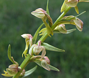 Coeloglossum viride