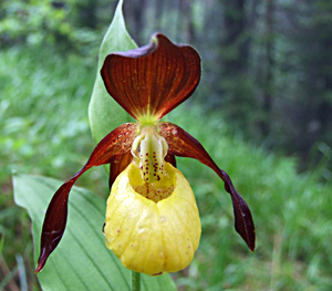 Cypripedium calceolus