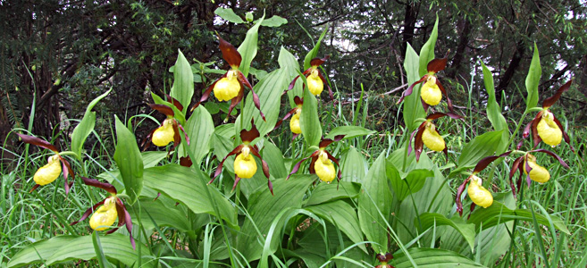 Cypripedium calceolus