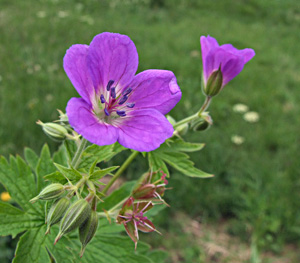 Geranium sylvaticum