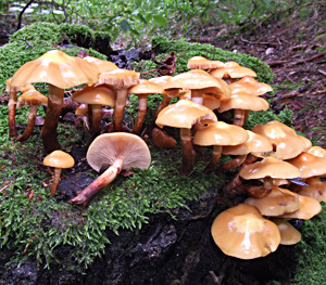 Kuehneromyces mutabilis