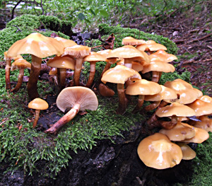 Kuehneromyces mutabilis