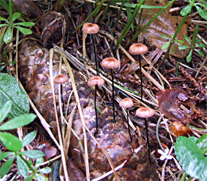 Marasmius androsaceus