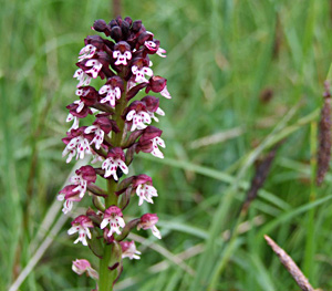 Orchis ustulata