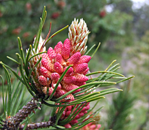 Fleurs de pin