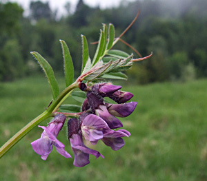 Vicia sepium