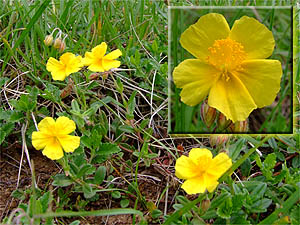 Helianthemum