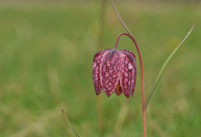 Fritillaria