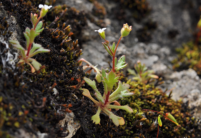 Saxifraga tridactylites