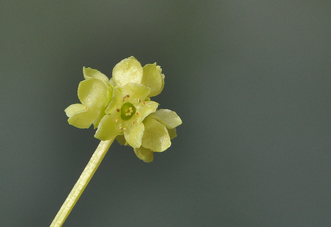 Adoxa moschatellina