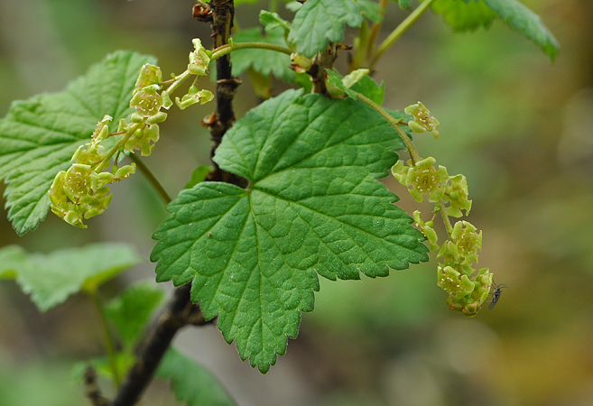 Rubus