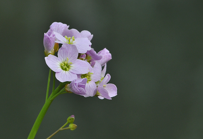 Cardamine pratensis