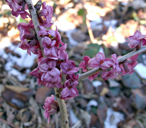 Daphne mezereum