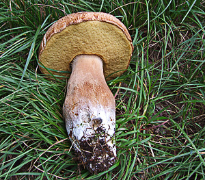 Boletus aestivalis