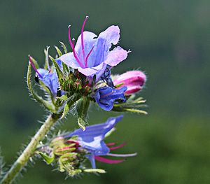 Echium vulgare