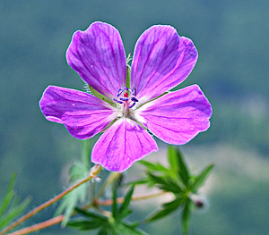 Geranium sanguineum